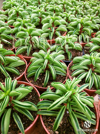 Peperomia Fire Sparks