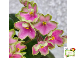 ЛЕ-Ярита (Е.Лебецкая) 2016 г.