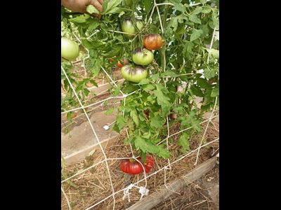 Томат Оранжево-красный Блюз (Orange red Blues)