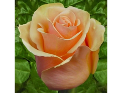 Прима Донна