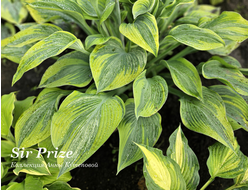 Хоста Sir Prize фото