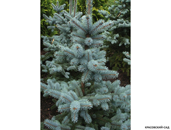 Ель Маджестик Блю фото хвои - красовский-сад.рф