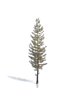 Billboards Лиственница зимняя_02