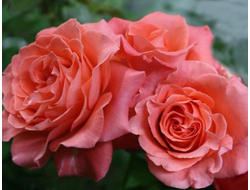 Диди Бриджуотер (Dee Dee Bridgewater)  Meilland