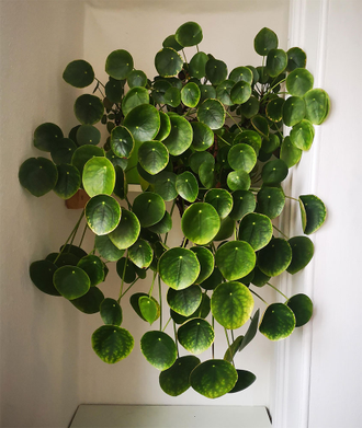 Pilea Peperomioides - Пилея пеперомиевидная, китайское денежное дерево, растение НЛО