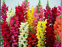 Львиный зев Liberty Classic Mix, p11