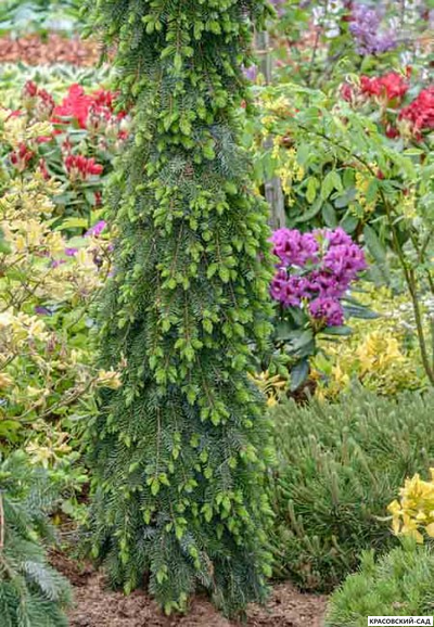 Ель сербская Пендула