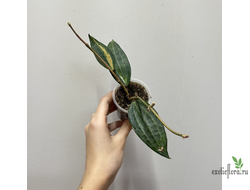 24/07/2025 Hoya Macrophylla  ‘Pot of Gold’