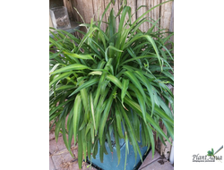 Хлорофитум bichetii зеленый