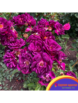 Миднайт Блю (Midnight Blue)