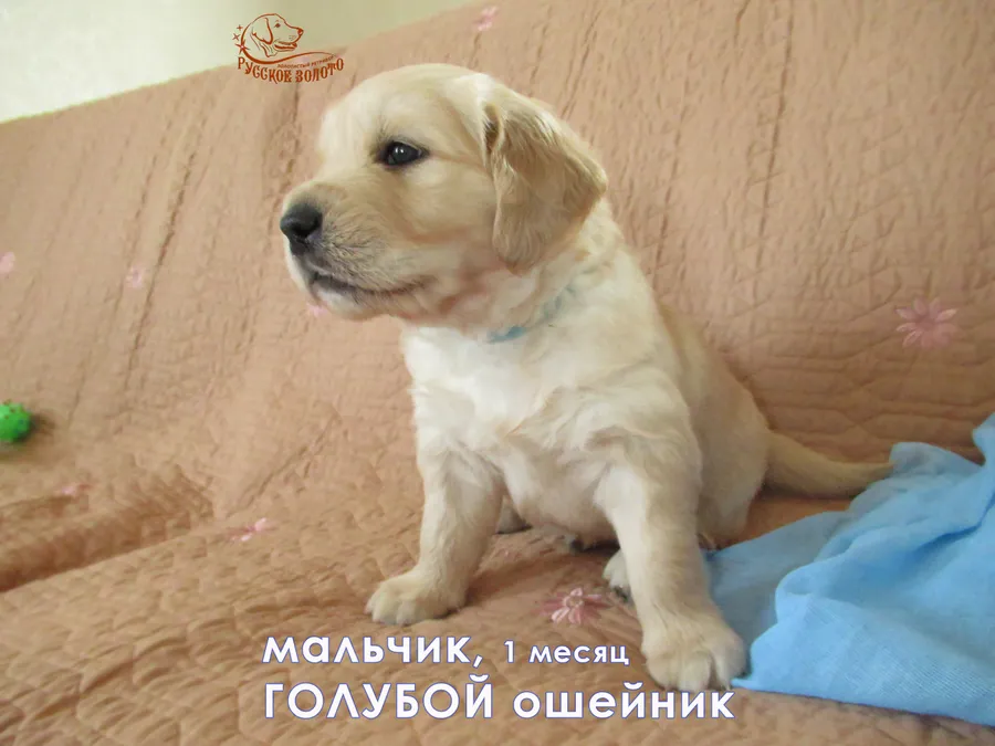 1 мес. Мальчик ГОЛУБОЙ ошейничек