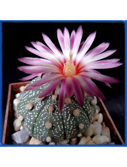 Astrophytum asterias cv. cerveny kvet