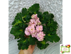 АВ-Варенье из Лепестков Роз (Фиалковод) 2022 г.