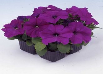 Петуния Petunia multiflora Mambo *GP* violet F1