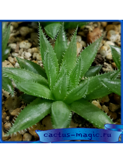 Haworthia cumingii