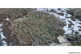 Можжевельник Блю Чип (Blue Chip) - фото в снегу - Красовский-сад.рф