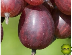 Крыжовник "ЛЕНИНГРАДЕЦ" (слабошипованный, крупный)