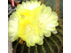 Eriocactus claviceps var. HU 500 (D=10-15mm)