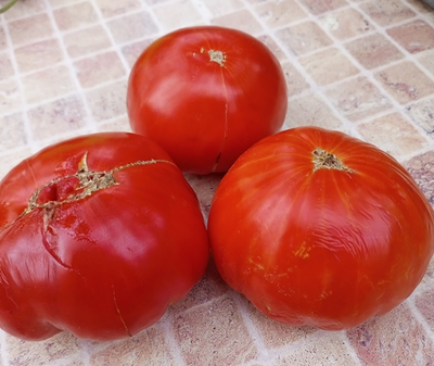 Томат Ишалница (Isalnita cu Cute) Румыния