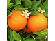 Апельсин сладкий (Citrus sinensis) (дистил) Индия 30 мл - 100% натуральное эфирное масло