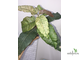 Ficus Altissima ‘New Clon’ / фикус алтиссима нью клон