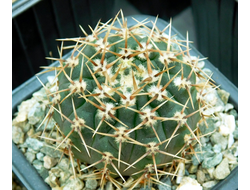 Gymnocalycium occultum STO 789 (D=35мм)