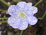 Hepatica nobilis &#039;&#039;Bavarian Blue&quot;&#039;