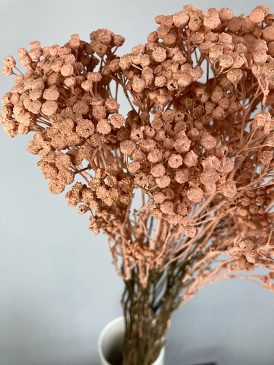 Пижма карамельная