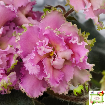 РМ-Саломея (Н. Скорнякова) 2019 г.