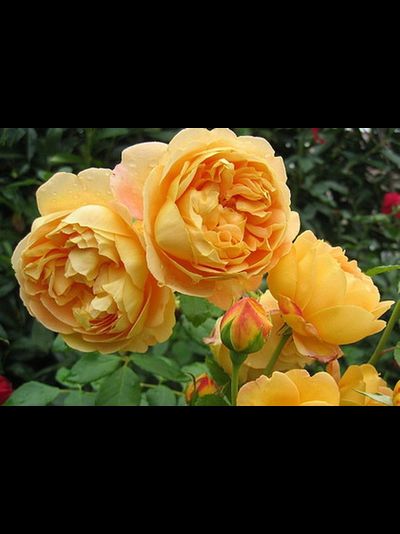 Голден Селебрейшн (Golden Celebration)