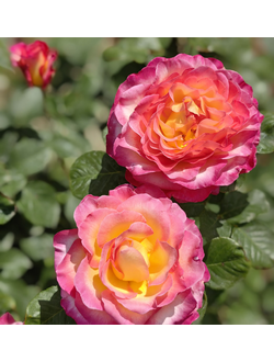 Горжес (Gorgeous)