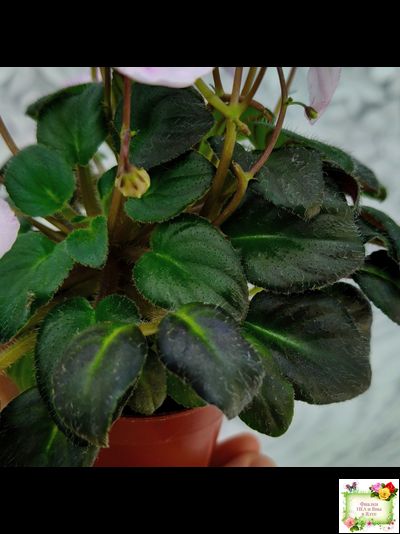 LV-Есть Время (Л. Шевелева) 2025 г. трейлер (пасынок посажен 20.01.26)