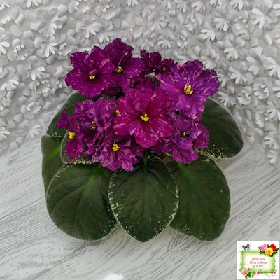 РМ-Финикийская Принцесса (Н. Скорнякова) 2023 г.