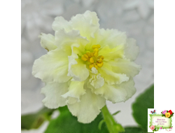 МК-Белый Янтарь (М. Карпова) 2023 г.