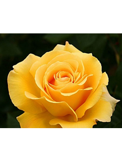 Папилон ( Papillon) роза