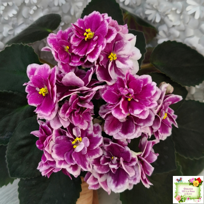 АВ-Последняя Любовь Самурая (Фиалковод) 2021 г.