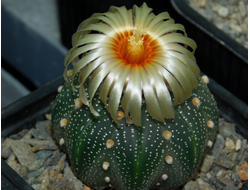 Astrophytum asterias PP - 10 семян