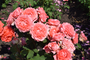 DSC_0204 — копия.JPG