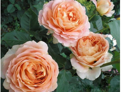 Карамель антик (Caramel Antike),  Kordes