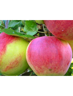 Яблоня Вологодское зимнее