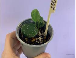 Сциндапсус