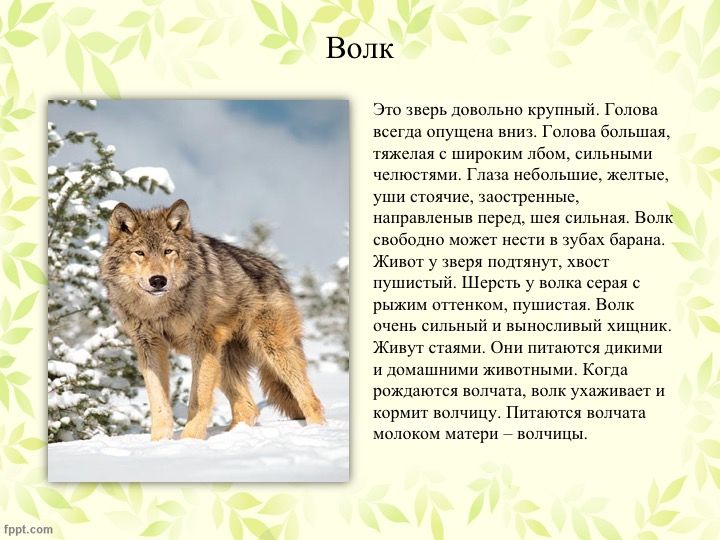 Текст описание про животных. Сообщение о диком животном 5 класс. Пума описание животного для детей. Рассказ о животном. Описание лесных животных.