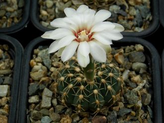 Gymnocalycium stellatum v.flavispinum GN 2874, B 69 - 5 семян