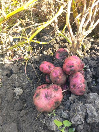 Картофель Colorada de Baga - Колорада де Бага
