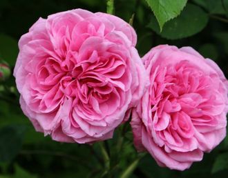 Гертруда Джекилл (Gertrude Jekyll) английская роза