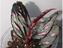 Бегония sp. Julau (узкий лист)