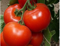 семена томаты "Жирдяй" 10 шт.