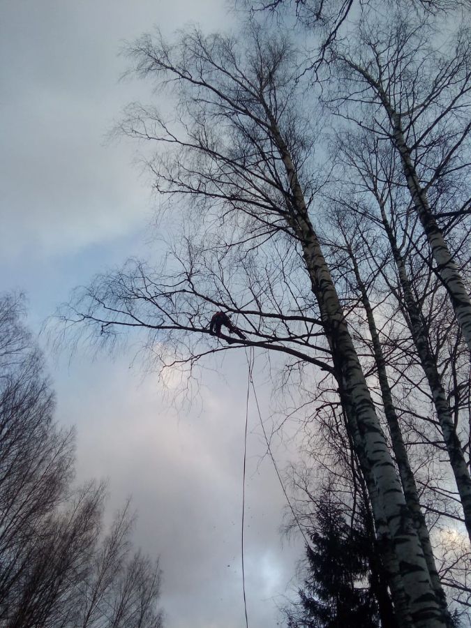 Спил наклонных берез в Манкошево Новгородский  р-он