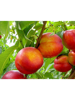 Нектарин Хард Блейзер (средний), ОКС