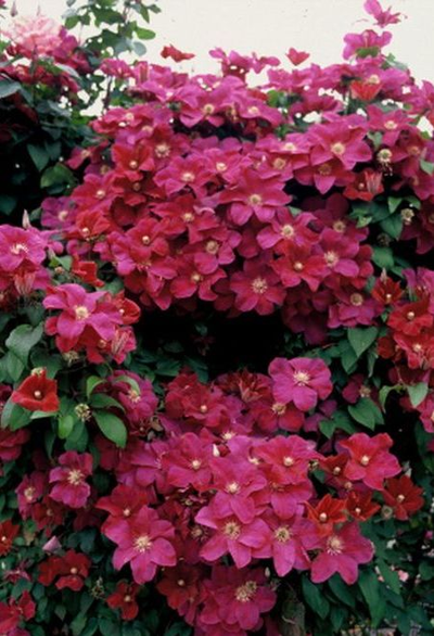 Клематис Руж Кардинал (Rouge Cardinal)  ОКС